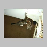 cats - 006.jpg